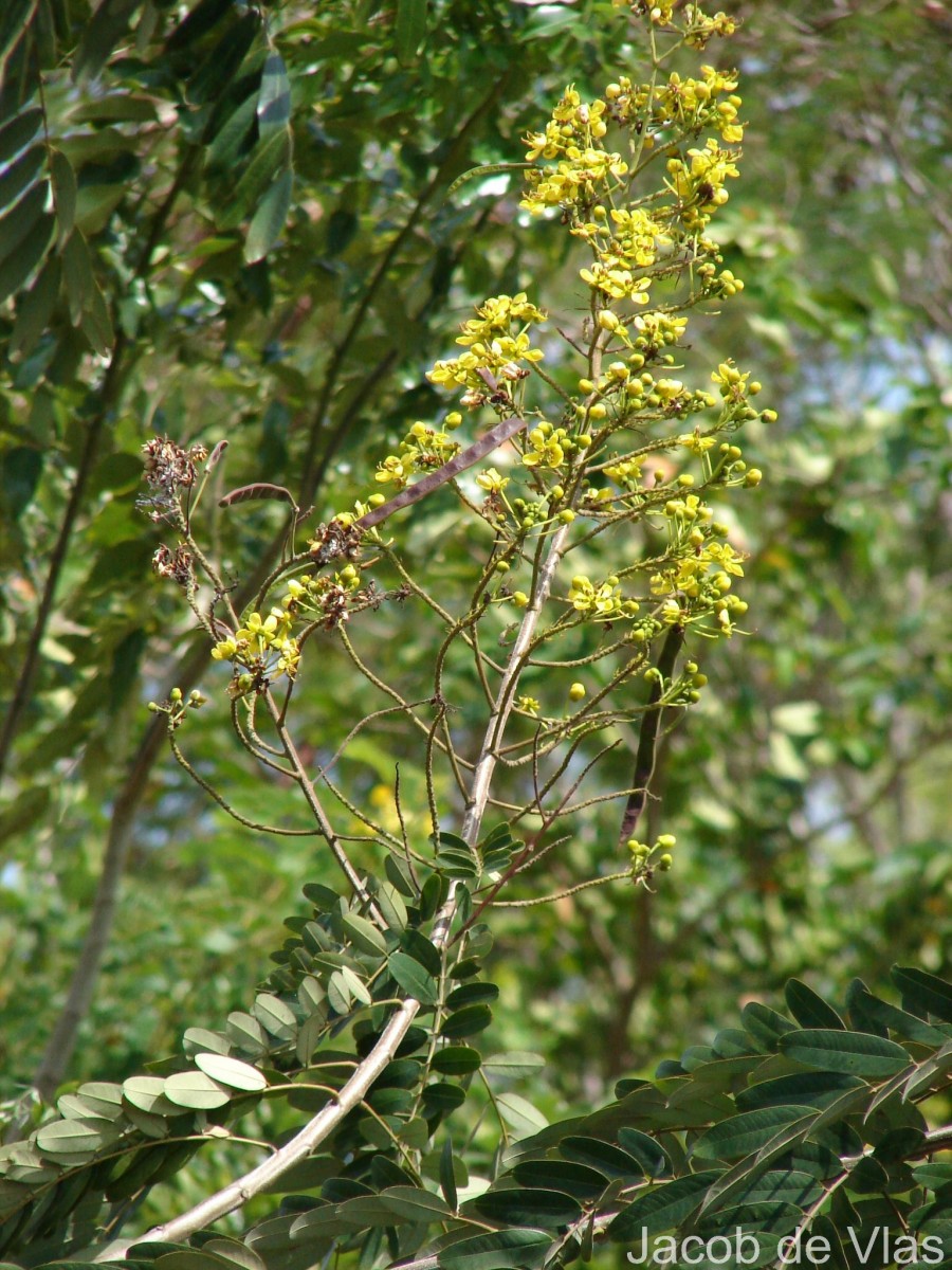 Senna siamea (Lam.) H.S.Irwin & Barneby